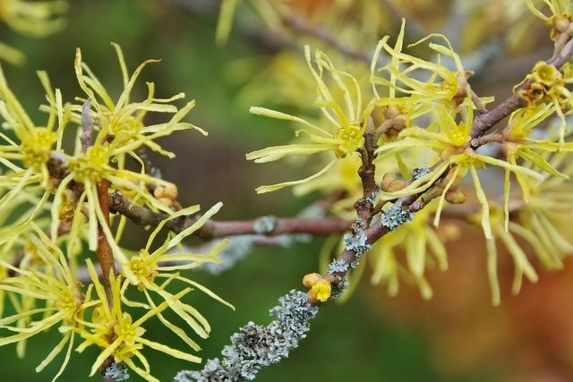 How to use witch hazel in ointment, extract or capsules