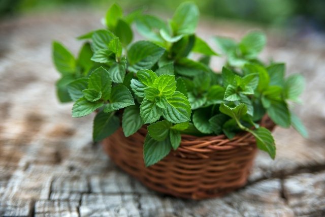 Peppermint: what it is for and how to use it