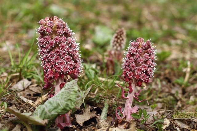 What is Petasites Hybridus for and how to take it