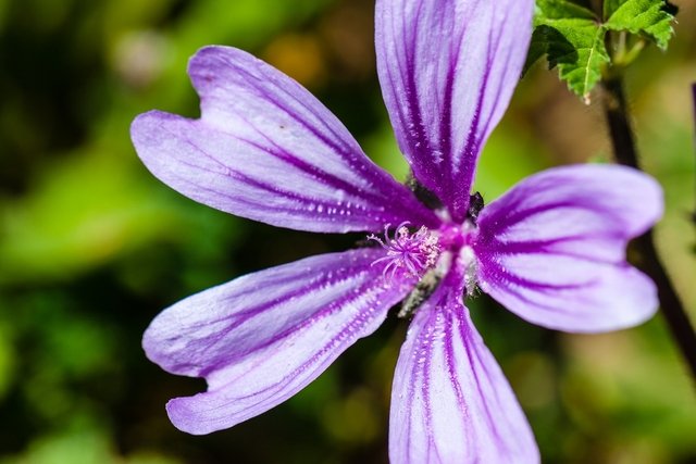 Mallow: what it is for (and how to make tea)