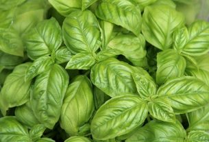 Basil: what it is for and how to use it