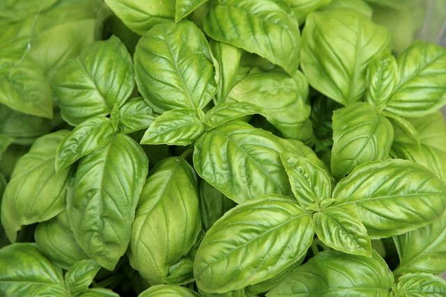 Basil: what it is for and how to use it