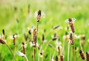 Plantago ovata: what it is for and how to use it