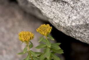 Rhodiola rosea: what it is, what it is for (and how to take it)