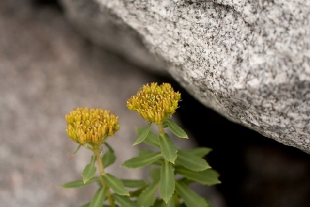 Rhodiola rosea: what it is, what it is for (and how to take it)