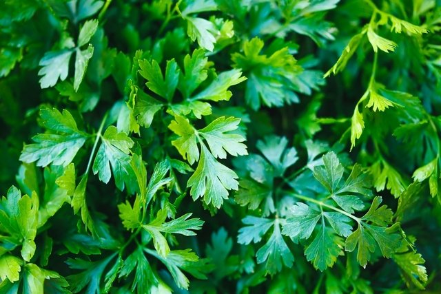 12 health benefits of parsley and how to prepare the tea