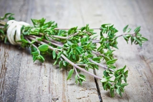 Thyme: what it is, what it is for and how to make tea