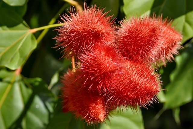 Annatto: what it is, what it is for and how to make tea