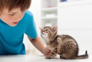 Flea bite: symptoms, treatment and prevention