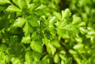 3 best teas with parsley for urinary tract infections