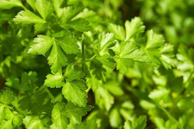 3 best teas with parsley for urinary tract infections