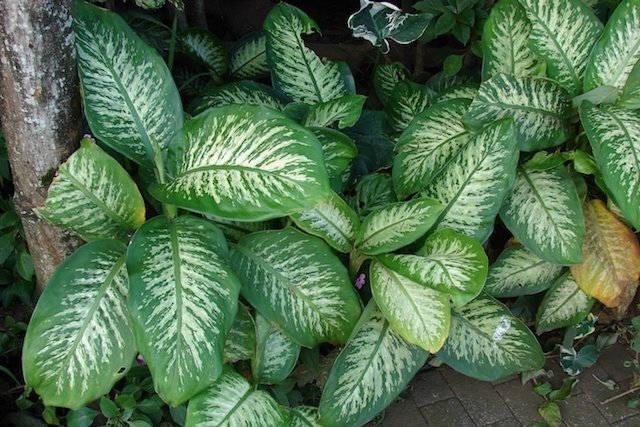 33 poisonous plants (and symptoms of poisoning)