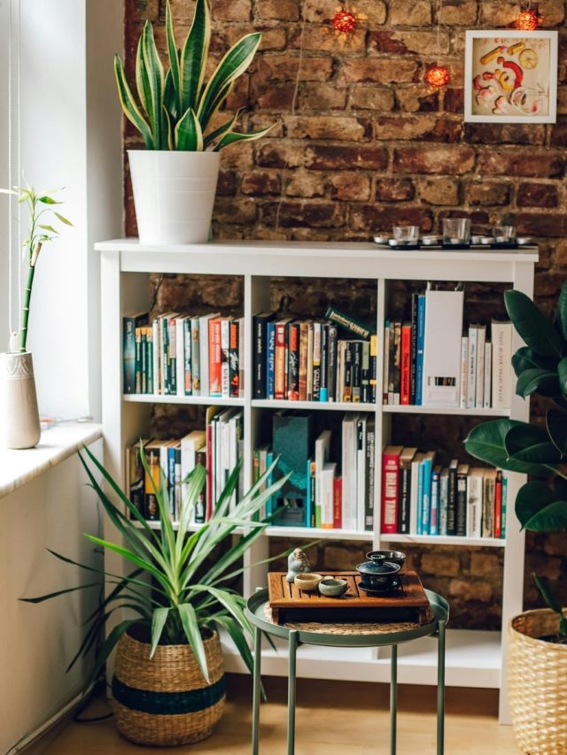 5 beautiful plants for your bookshelf
Mar 25, 2024