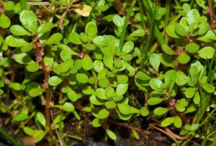 8 super benefits of purslane (and how to use it)