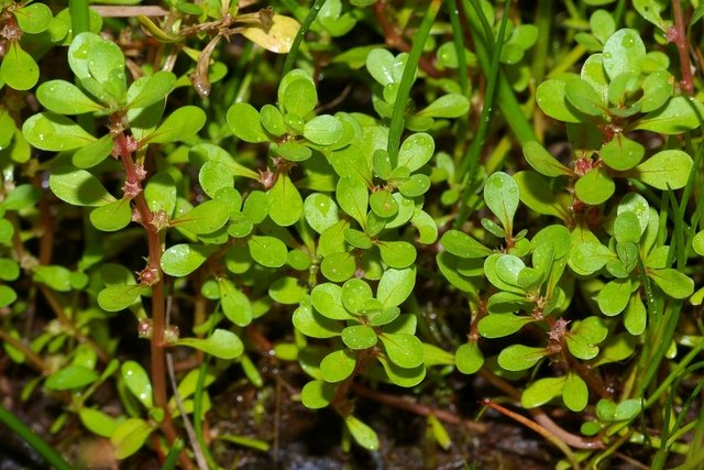 8 super benefits of purslane (and how to use it)