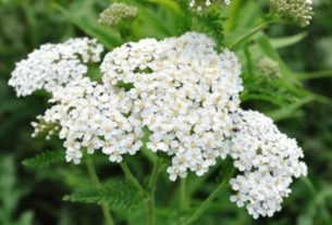 Achillea millefolium: what it is for and where to find it