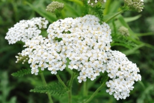 Achillea millefolium: what it is for and where to find it