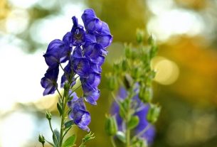 Aconite (Aconitum napellus): prepare what to keep and how to use