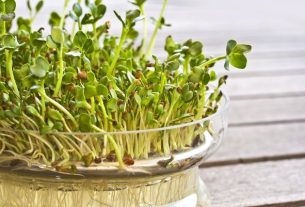 Alfalfa: what it is, what it is for and how to use it