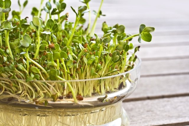 Alfalfa: what it is, what it is for and how to use it