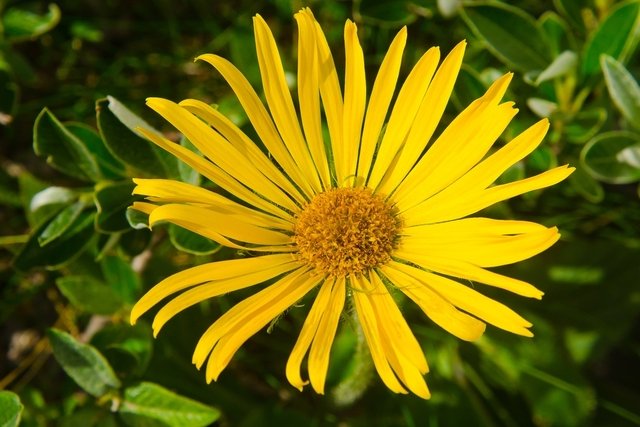 Arnica: what it is, what it is for and how to use it