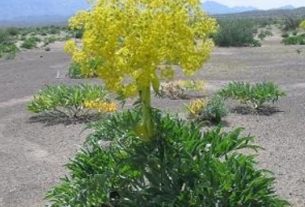 Asafoetida - Your Health