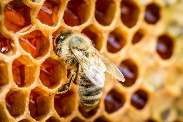 Bee or wasp sting: what to do (and when to go to the hospital)