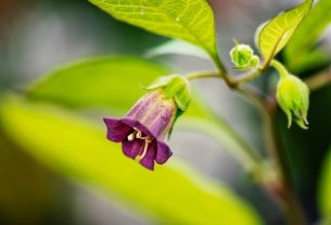 Belladonna plant: what it is for, how to use it and side effects