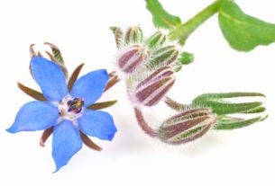 Borage - Your Health