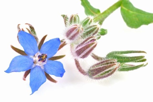 Borage - Your Health