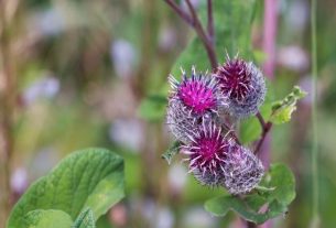 Burdock: what it is, what it is for and how to make tea