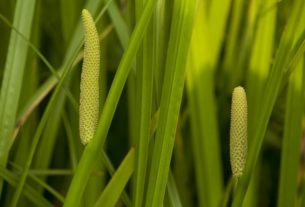 Calamus - Your Health