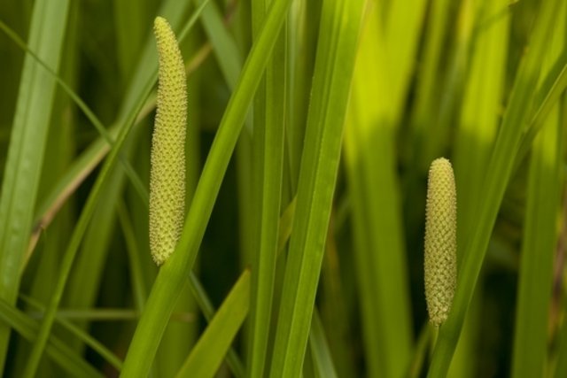 Calamus - Your Health