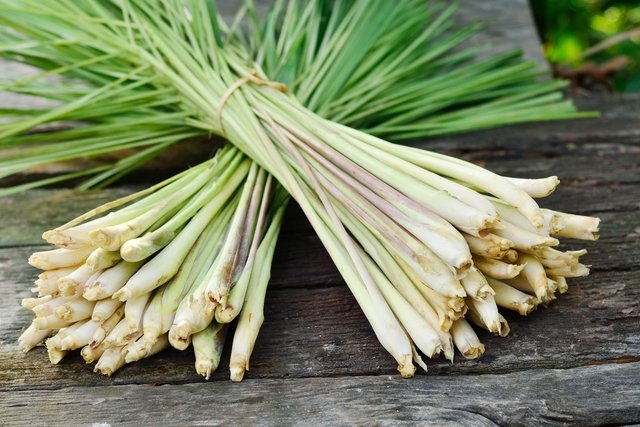 Capim Santo (lemon grass): what it is for and how to use it