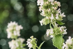 Catnip: what it is and what are the side effects