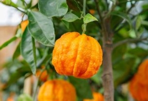 Citrus aurantium: what it is, what it is for (and how to consume it)