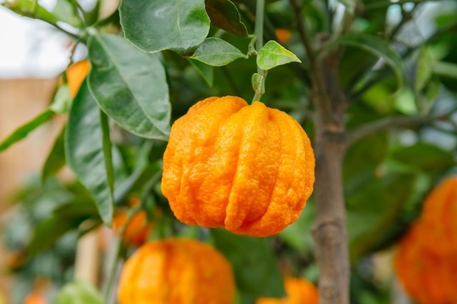 Citrus aurantium: what it is, what it is for (and how to consume it)