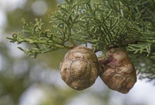 Cypress: what it is for, how to use it and side effects