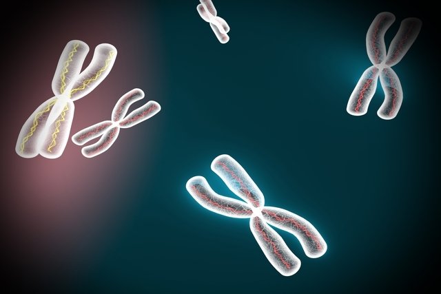 Cytogenetics: what it is, what it is for and how it is done