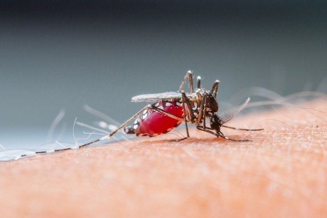 Dengue hemorrhagic fever: what it is, symptoms, causes and treatment