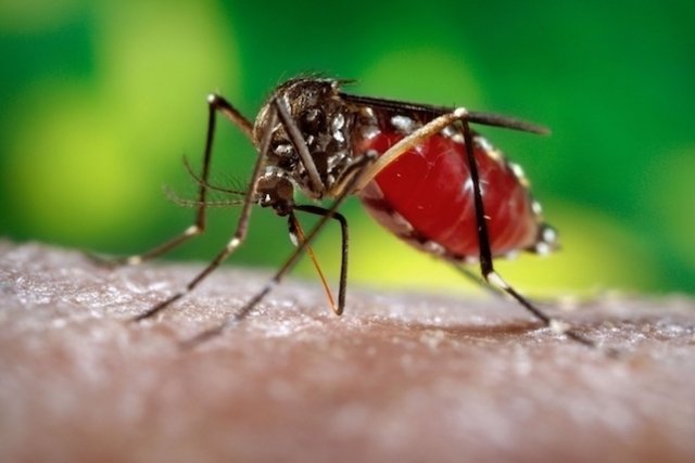 Dengue transmission: how it happens and how to avoid it