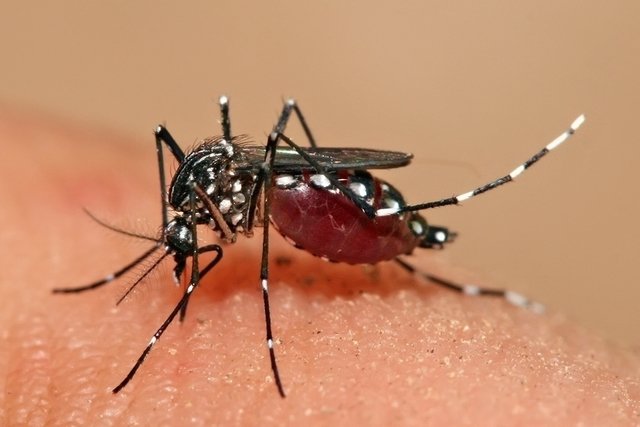 Dengue: what it is, symptoms, treatment and prevention