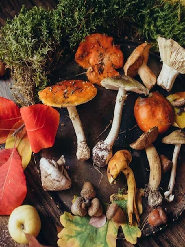 Discover the Top 11 Health Benefits of Mushrooms | Must-Know Benefits2023-11-17