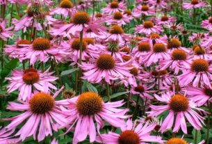 Echinacea: what it is for and how to make tea