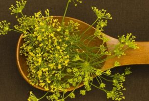 Fennel: what it is for and how to use it