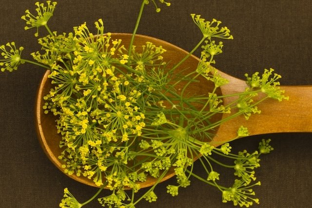 Fennel: what it is for and how to use it