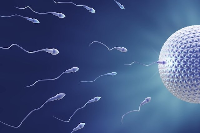 Fertilization: what it is and how to know if it happened