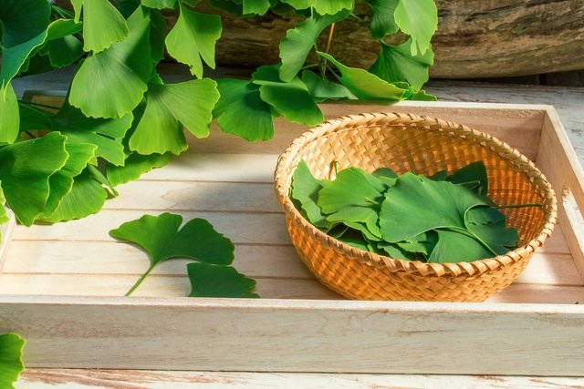 Ginkgo biloba: what it is, benefits and how to take it