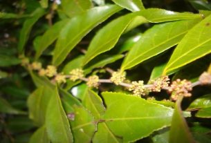 Guaçatonga: what it is for and how to make tea