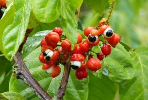 Guarana: what it is for and how to use it